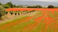 Fields of red poppies