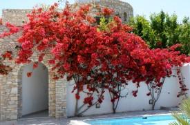 Paros