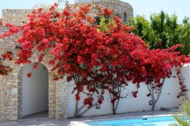 Paros