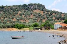 Mytilini - Olive trees everywhere!
