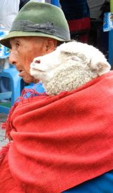 man with sheep