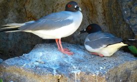 birds