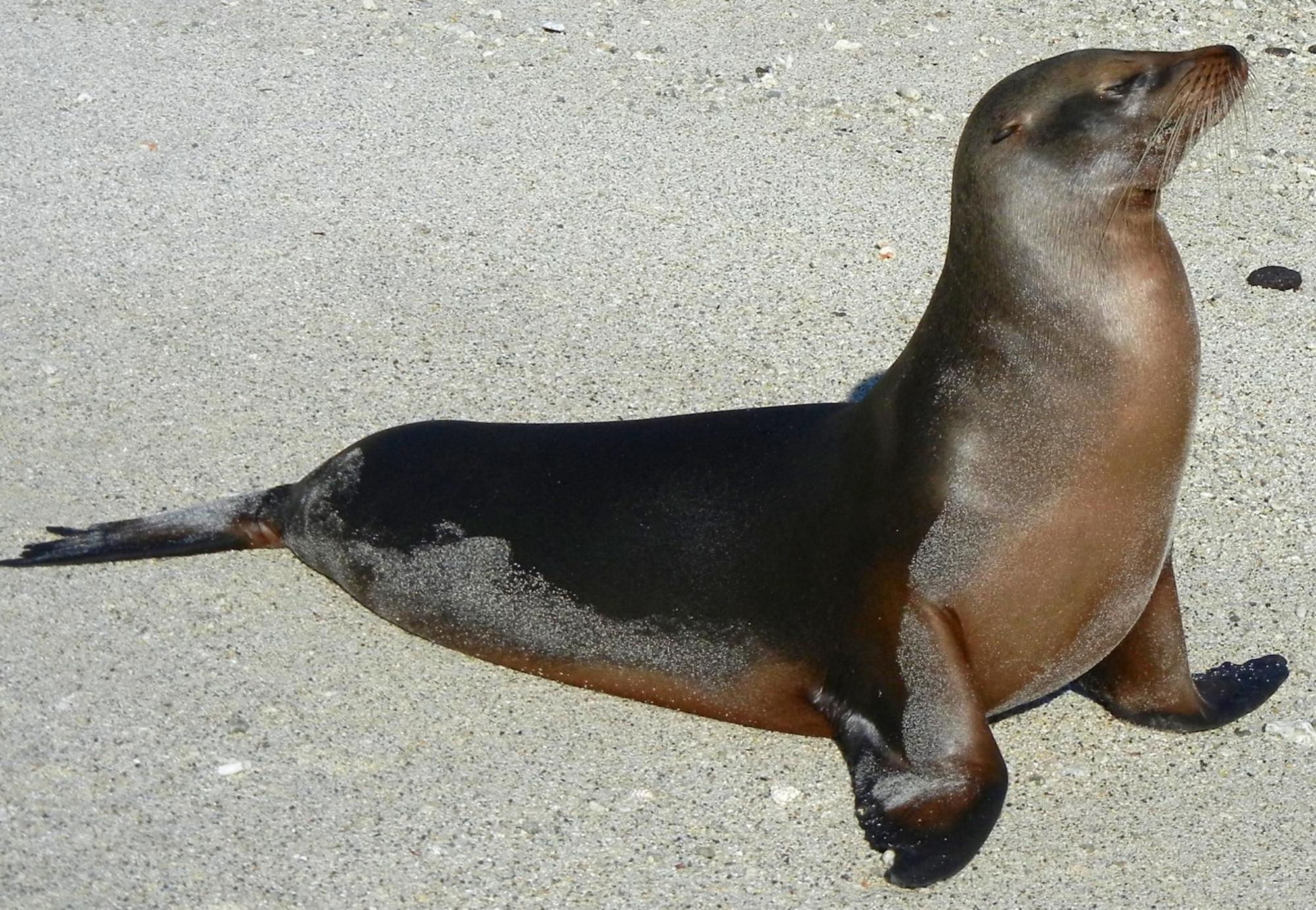 Baby sea lion