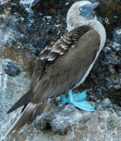 Blue footed boobie