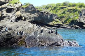 Penquins