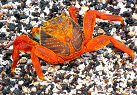 Crab
