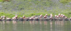 Flamingos