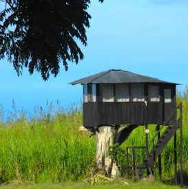 tree house cabin