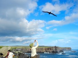 Bird coming to land