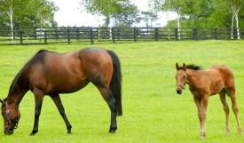 Mother and colt