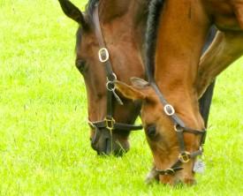 noses of horses
