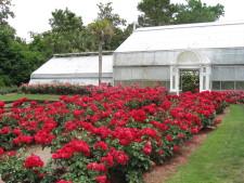 Rose Gardens