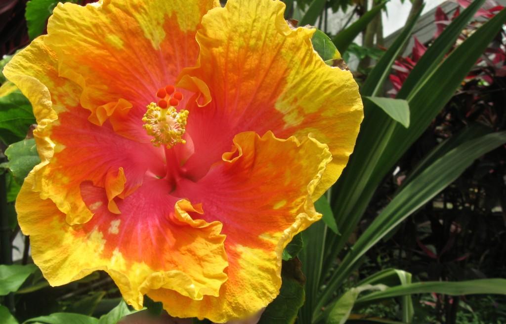 Hibiscus