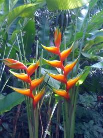 Heliconia