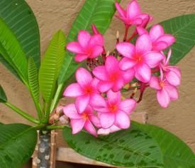 Plumeria