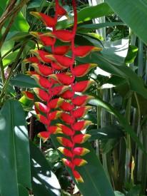 Lobster Claw Heliconia