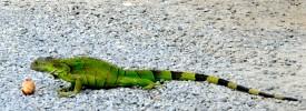 Iguana