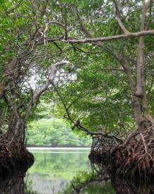 Touring through the Mangroves