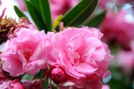Spa Camellias