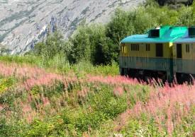 Fireweed