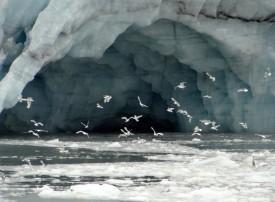 Seagulls