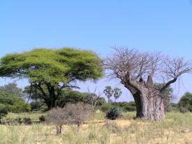 Acacia and Baobob Trees