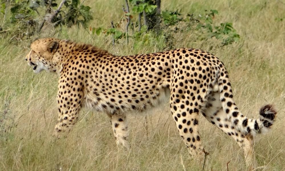 Cheeta