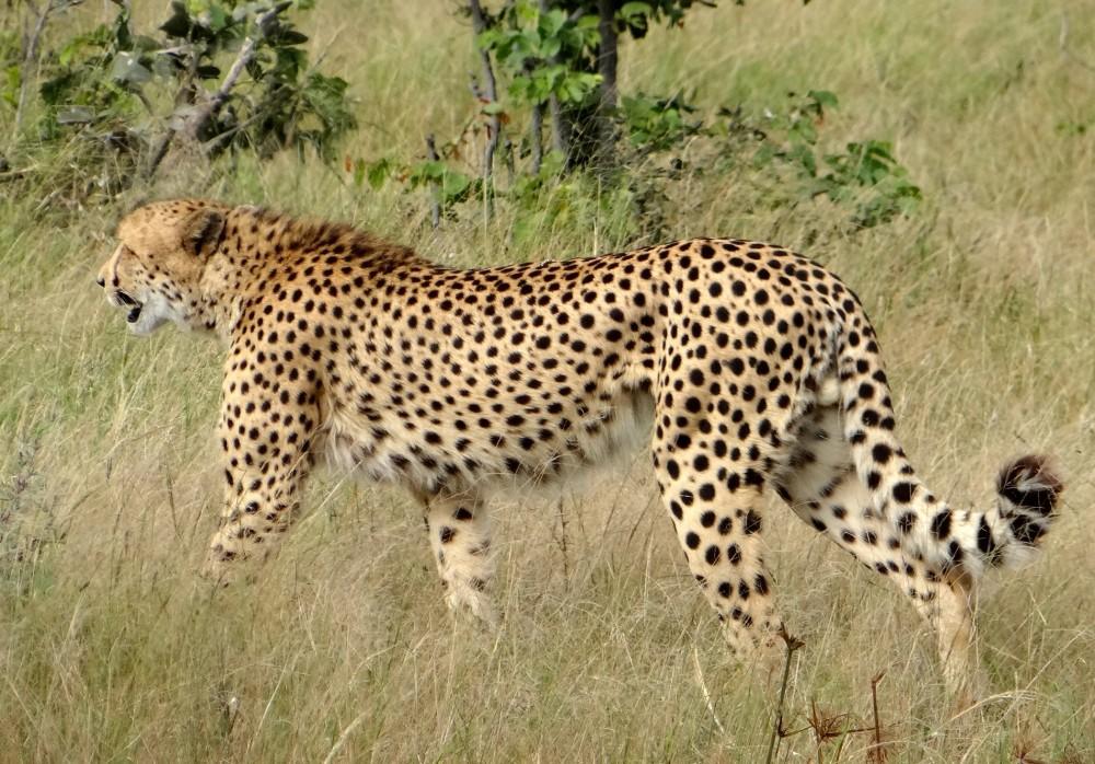 Cheeta