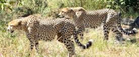 Two Cheetas