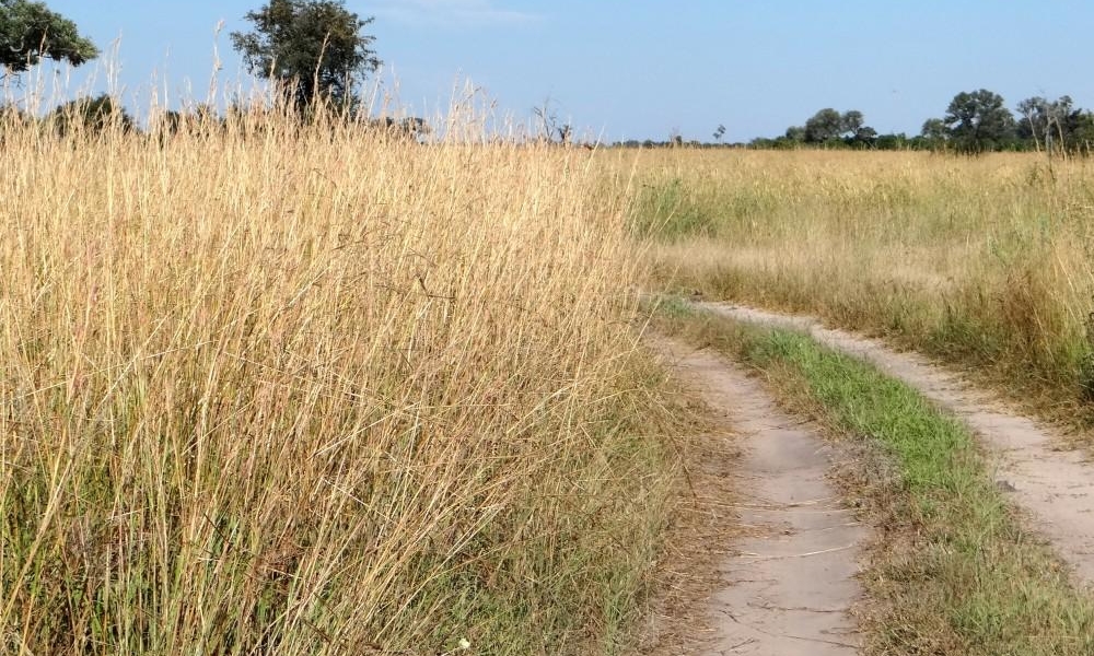 The safari road