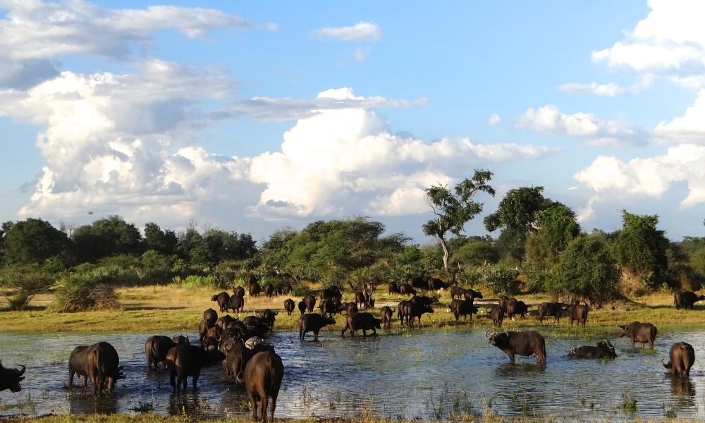 Cape Buffalo
