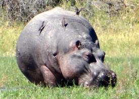 Hippo