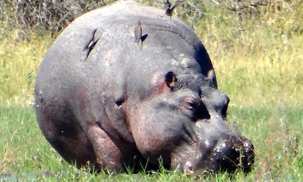Hippo