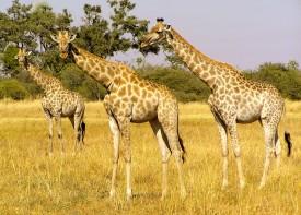 Tower of giraffes