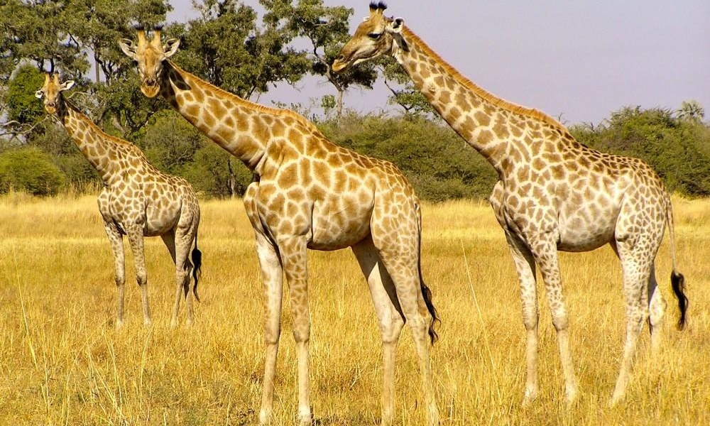 Tower of giraffes