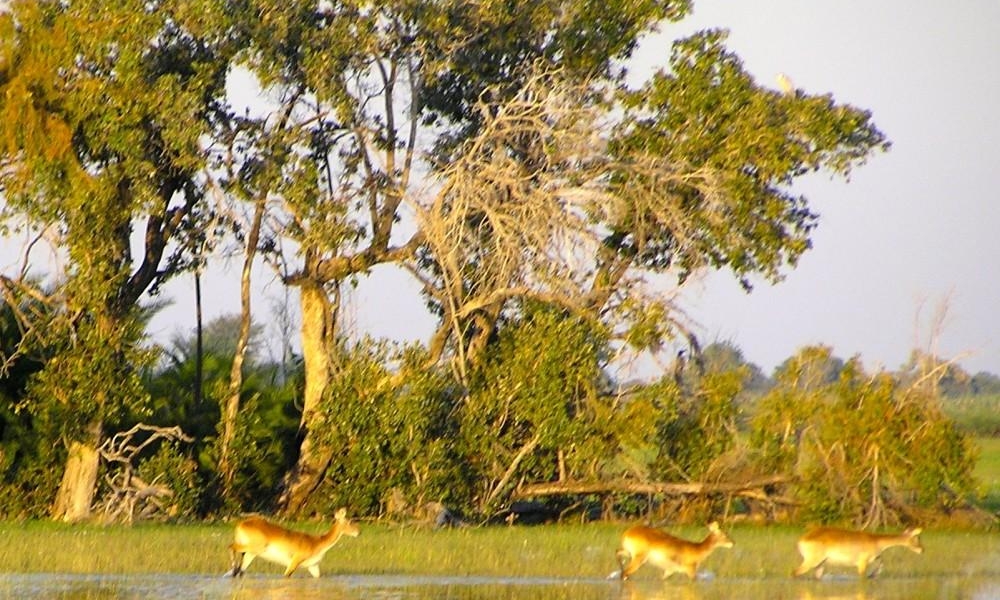 Red Lechwe