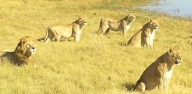 Pride of Lions