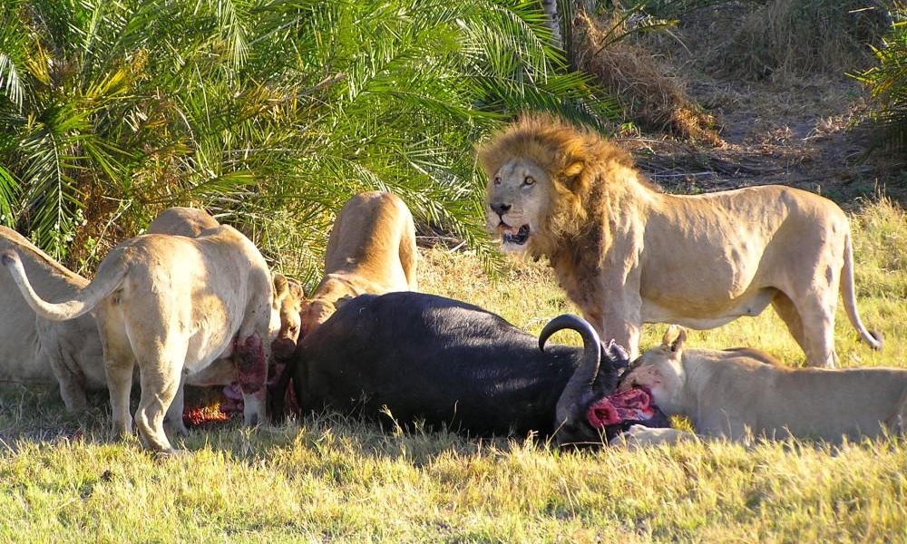 Lions devouring cape buffalo