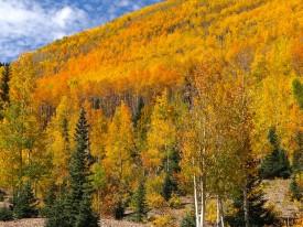 Masses of Aspens