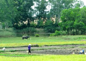 Vietnam Rice Fields