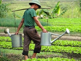 Man watering