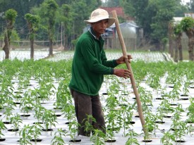Man in Field