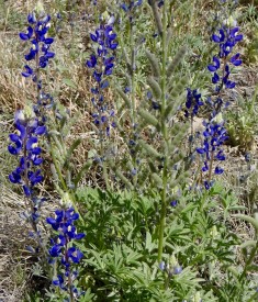 Big Bend Bluebonnets