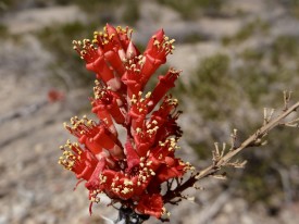 Ocotillo "Flags"