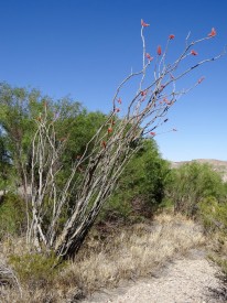 Ocotillo