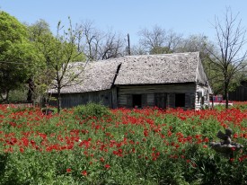 Castroville Poppy Field & 1851 Log Cabin